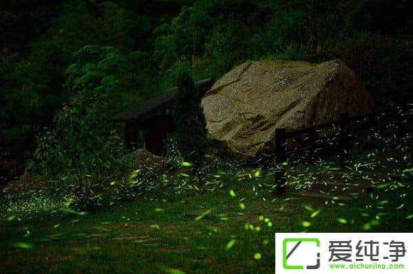 淘寶發(fā)布禁售公告：禁止售賣野生活體螢火蟲